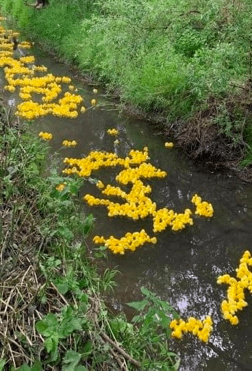 Down's Syndrome Group backs much-loved charity duck race