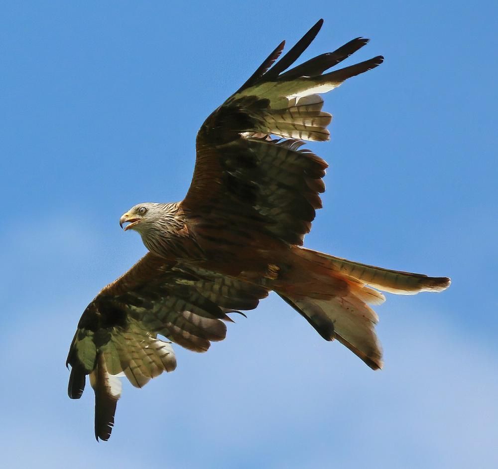 Protected bird of prey believed to have been shot near Purton