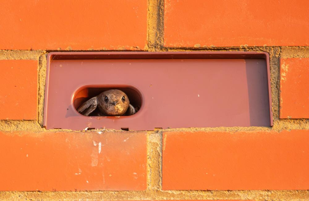 Wiltshire housebuilder provides thousands of homes for swifts