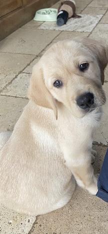 Call for Swindon Guide Dog puppy raisers