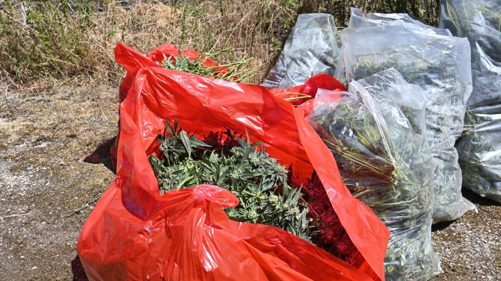 1,500 cannabis plants found in disused Wiltshire farm building