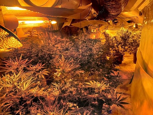 Cannabis farm discovered in Swindon property