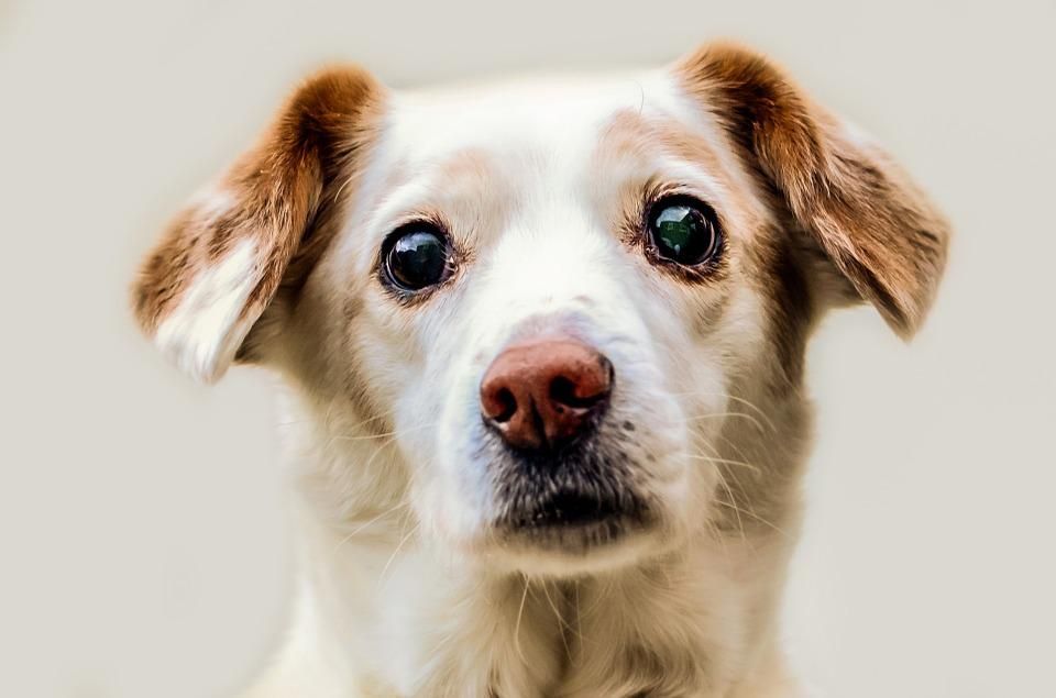 Vets issue urgent heatstroke advice for pets